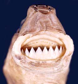 cookie cutter shark stuffed animal