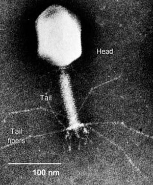 SGU Science Picture of the Week: Bacteriophage | The Skeptics Guide to ...