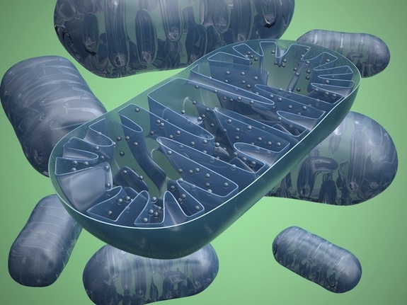 So Why Do Mitochondria Still Have DNA | The Skeptics Guide to the Universe